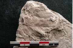 Foto (Detailansicht) von Dictyopteris brongniarti Gutb. (NHMW-GEO-2024-0188-10768)